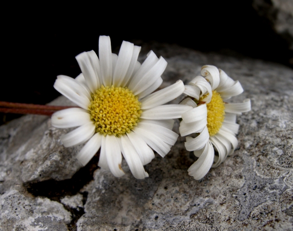 Bellidiastrum michelii (=Aster bellidiastrum)